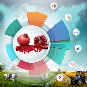 Macro and Micro Policies Development